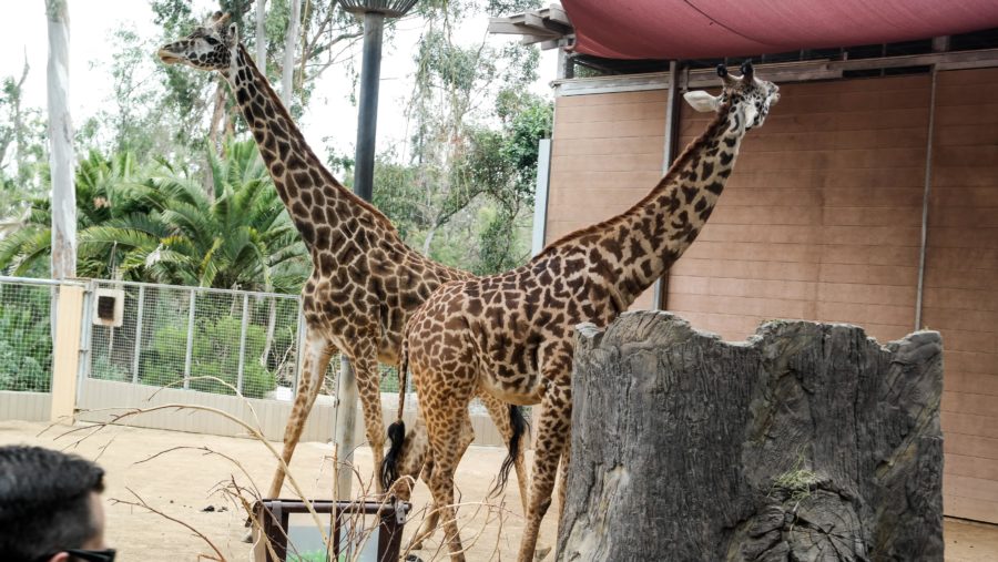 Traveling Solo To The San Diego Zoo: Tips and Tricks