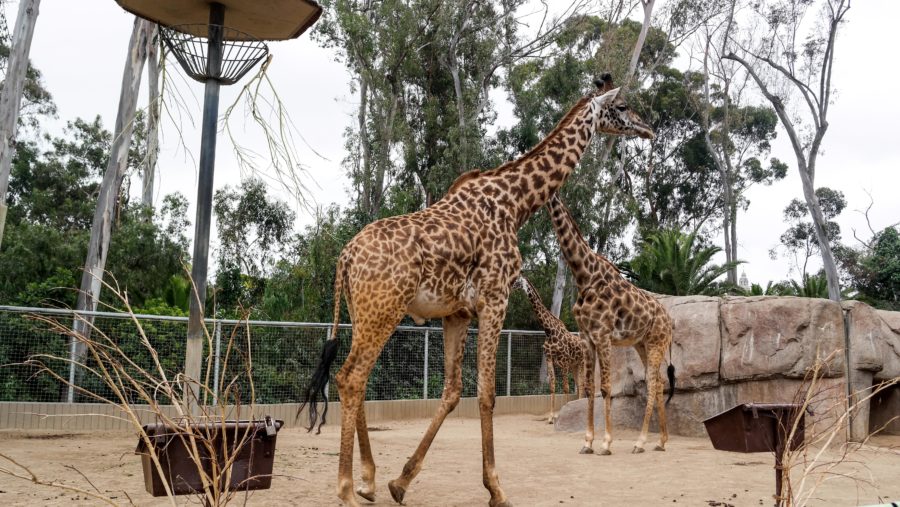 Traveling Solo To The San Diego Zoo: Tips and Tricks