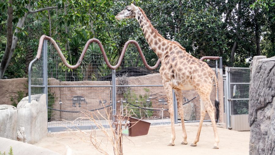 Traveling Solo To The San Diego Zoo: Tips and Tricks