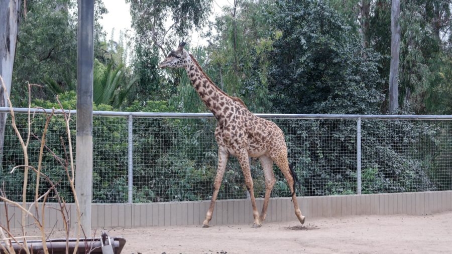 Traveling Solo To The San Diego Zoo: Tips and Tricks