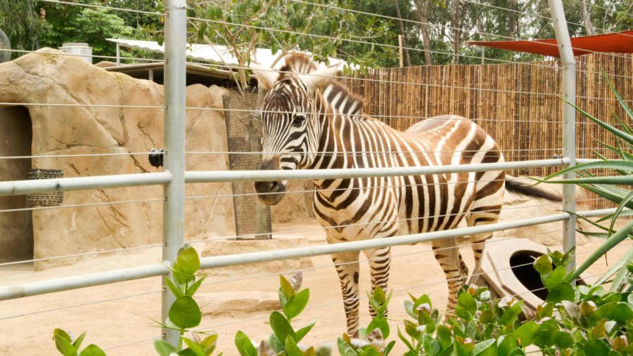 Traveling Solo To The San Diego Zoo: Tips and Tricks