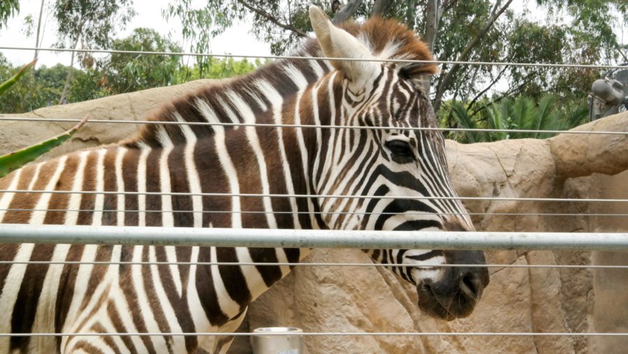 Traveling Solo To The San Diego Zoo: Tips and Tricks