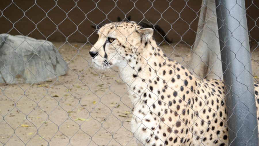 O que significa At the zoo I saw a piece of toast in a cage. The sign on  the cage said: BREAD IN CAPTIVITY. (Essa piada tem algum trocadilho com  algo em