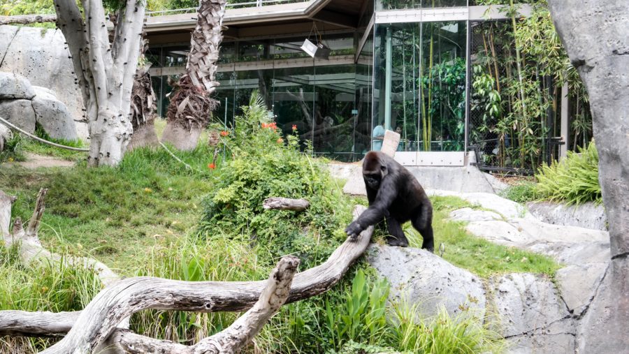 Traveling Solo To The San Diego Zoo: Tips and Tricks